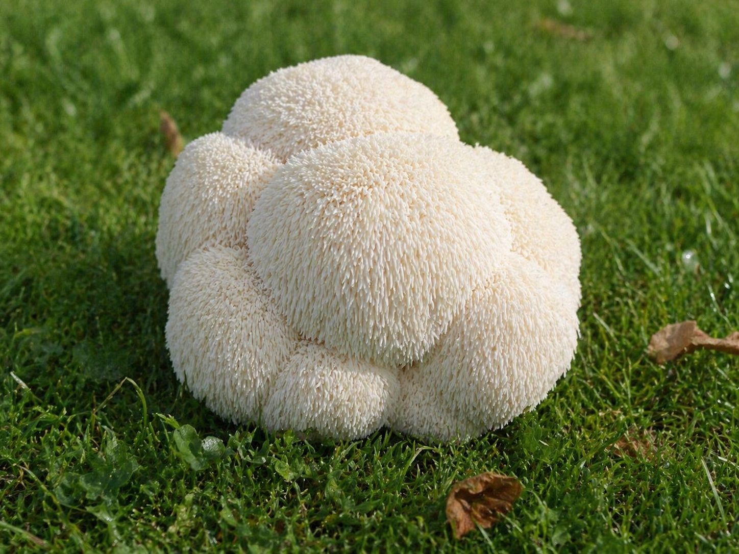 Lion's Mane Proaspăt