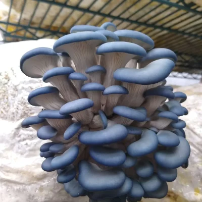 Pleurotus