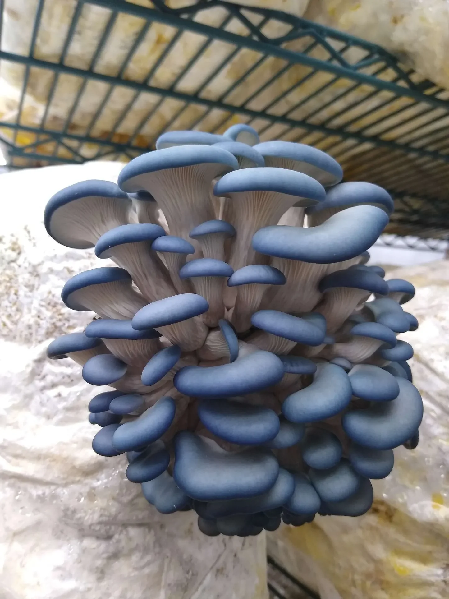 Pleurotus King Blue - imagine 2