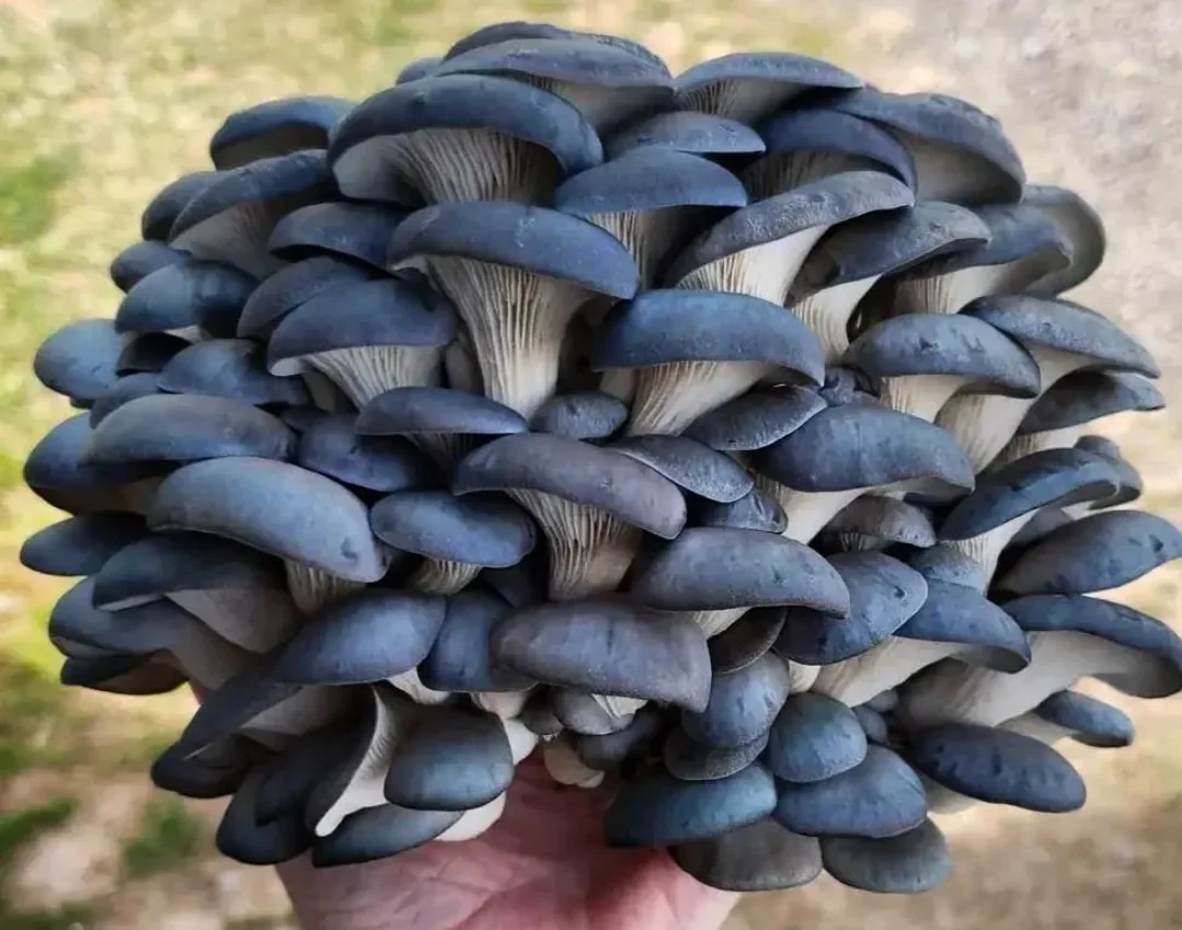 Pleurotus King Blue